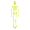 Decoracion Halloween. Colgante Esqueleto Fluorescente 150cm - disfrazdisfraz